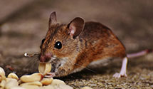 24 Hour & Emergency Exterminators in Oconto Falls, WI